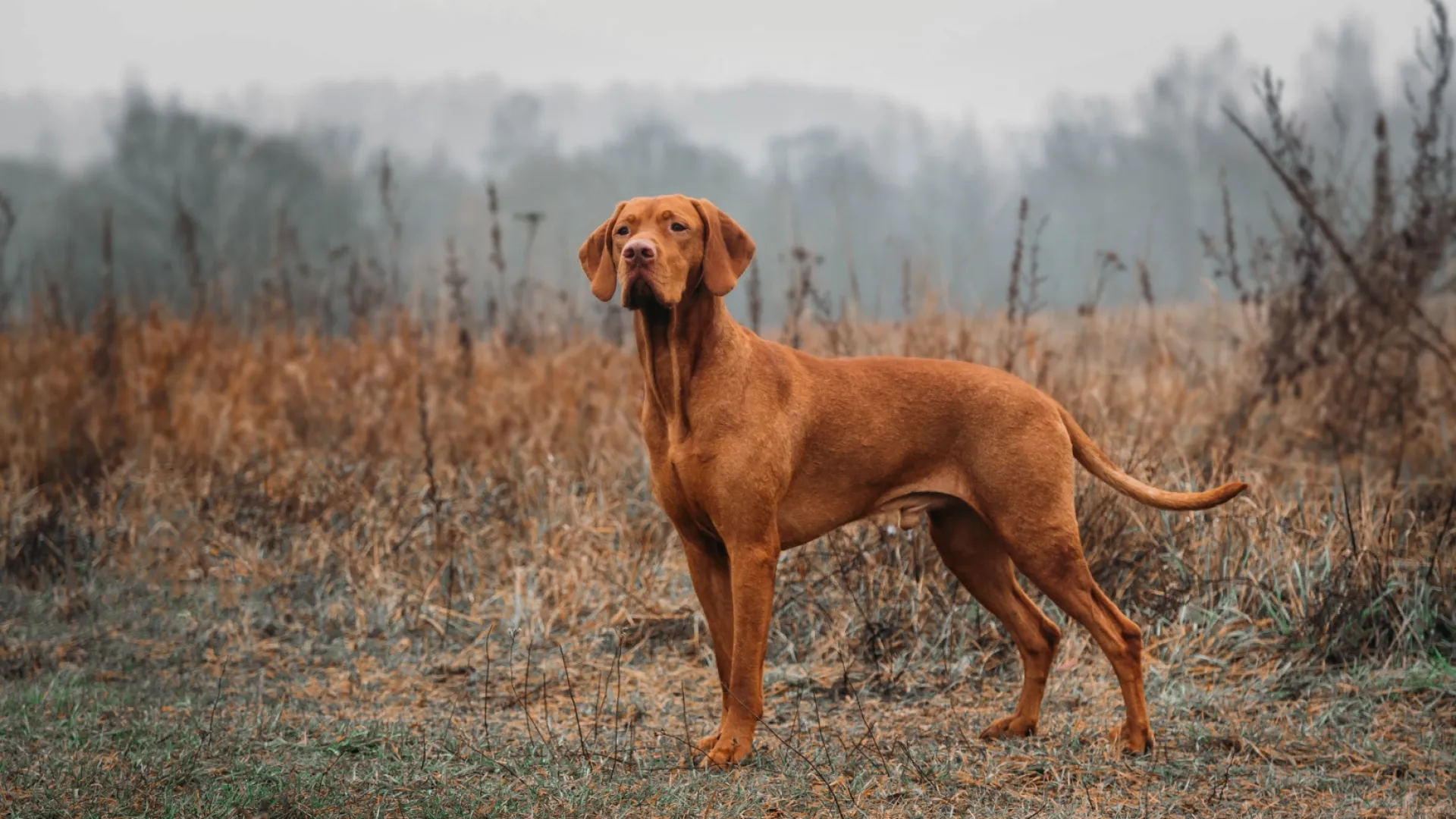 Hungarian Vizsla